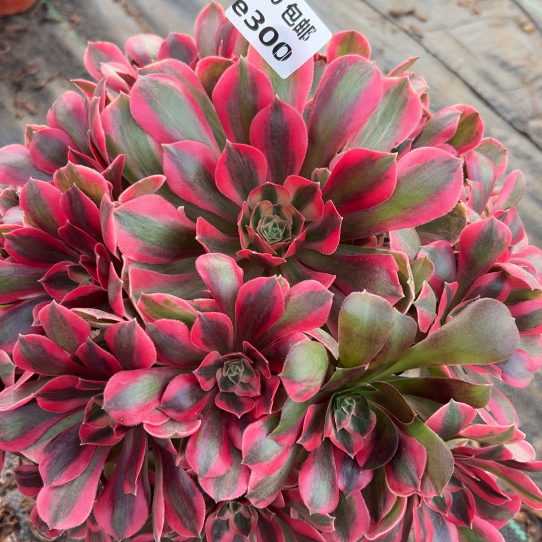 300女妖满20包邮嘟叮熊