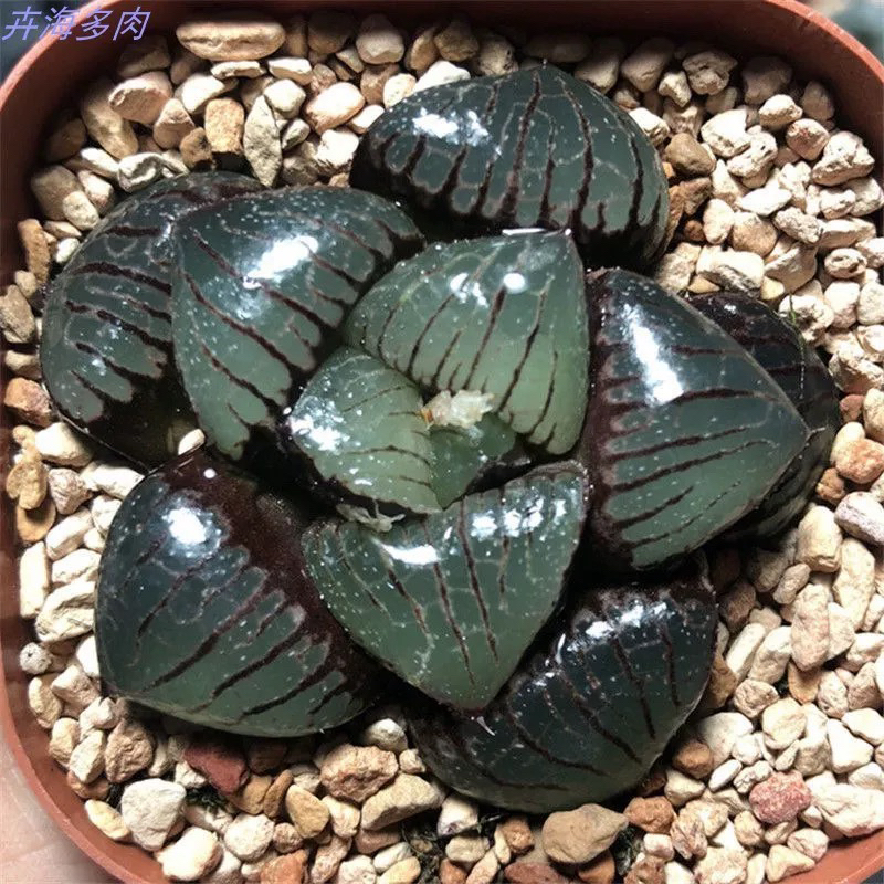 十二卷日月潭玉露多肉植物日月潭玉露适合室内盆栽