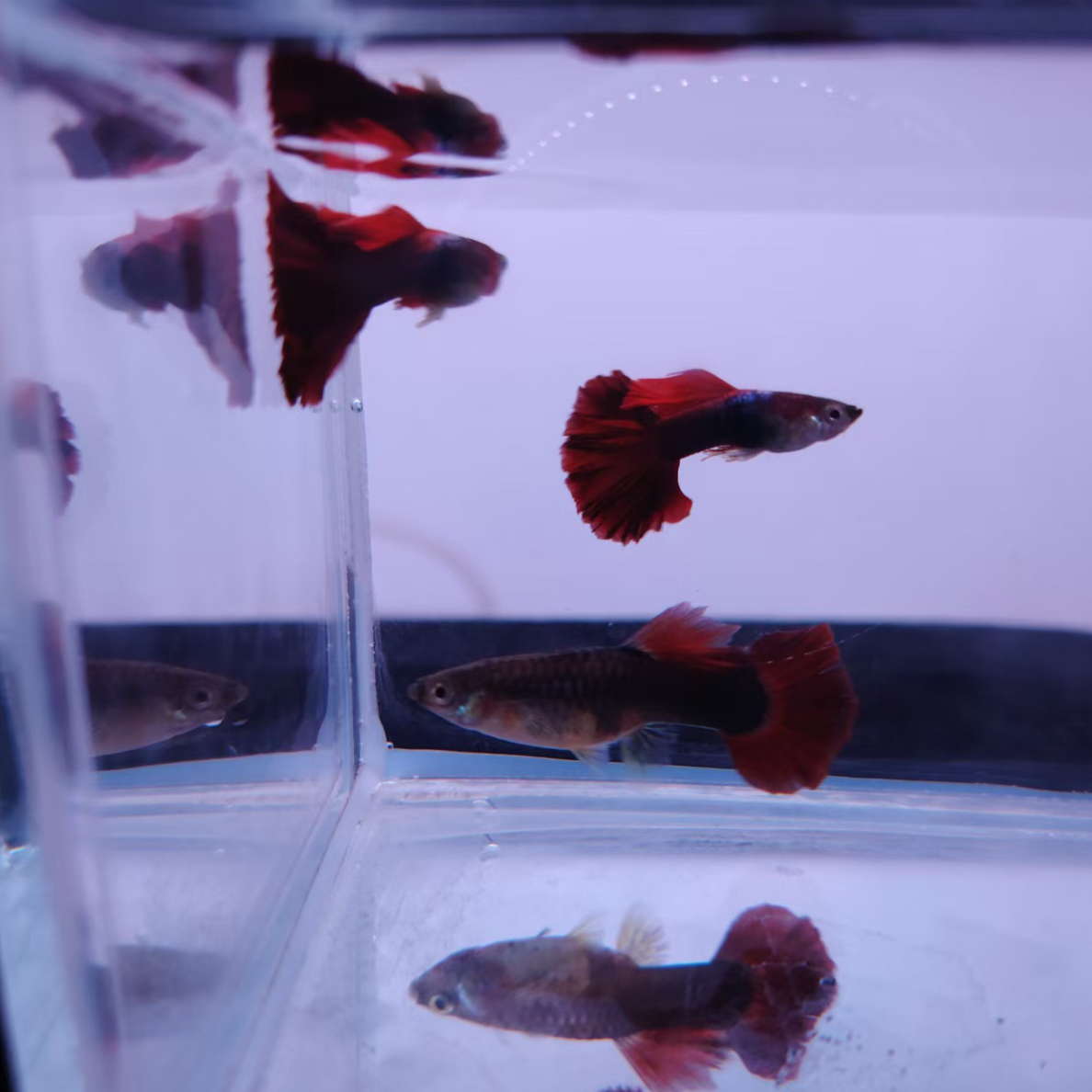 褶扇缎带（开箱录视频验鱼，入缸不赔）