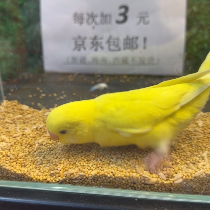 虎皮鹦鹉大头虎皮鹦鹉