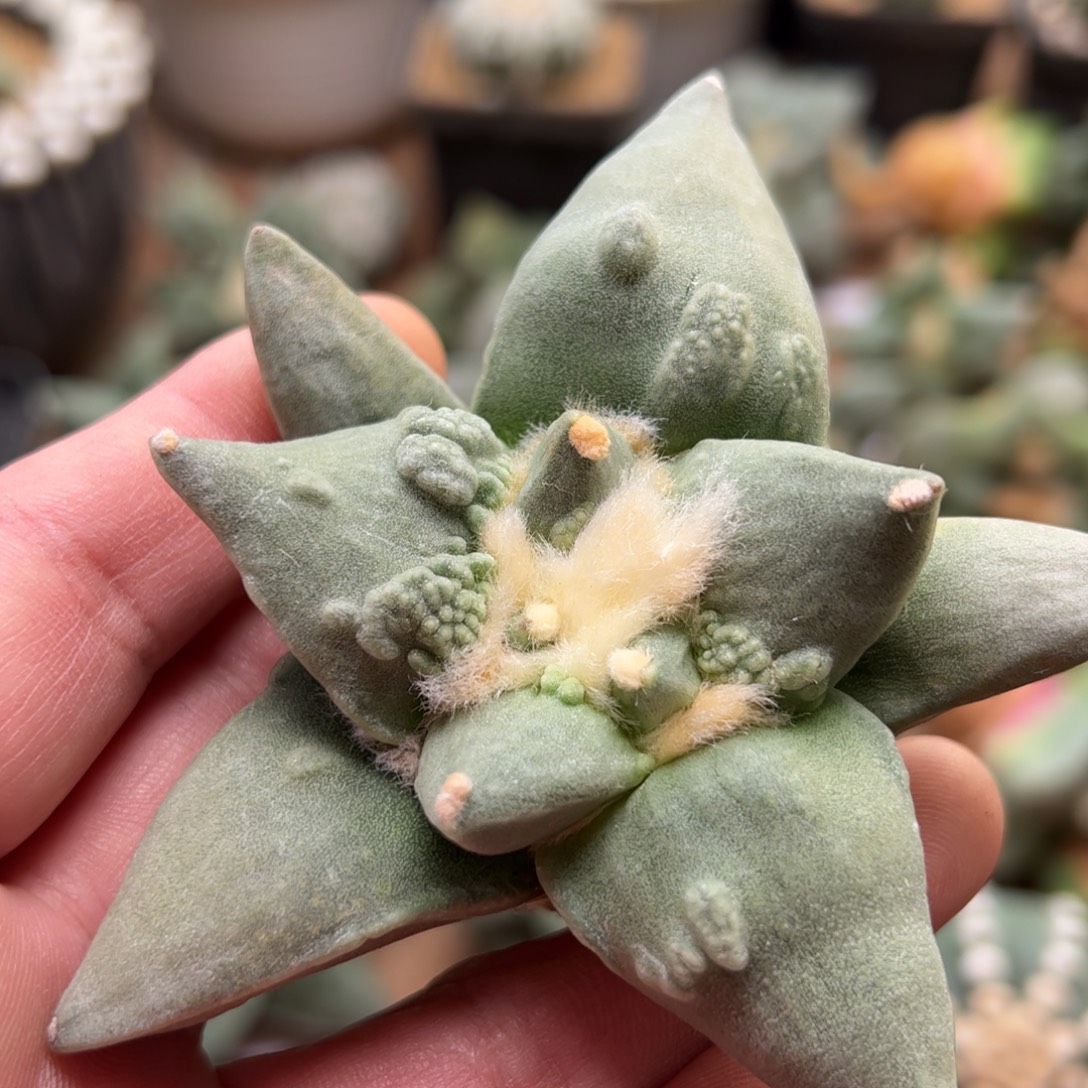 无花朵4466实生怒涛9cm