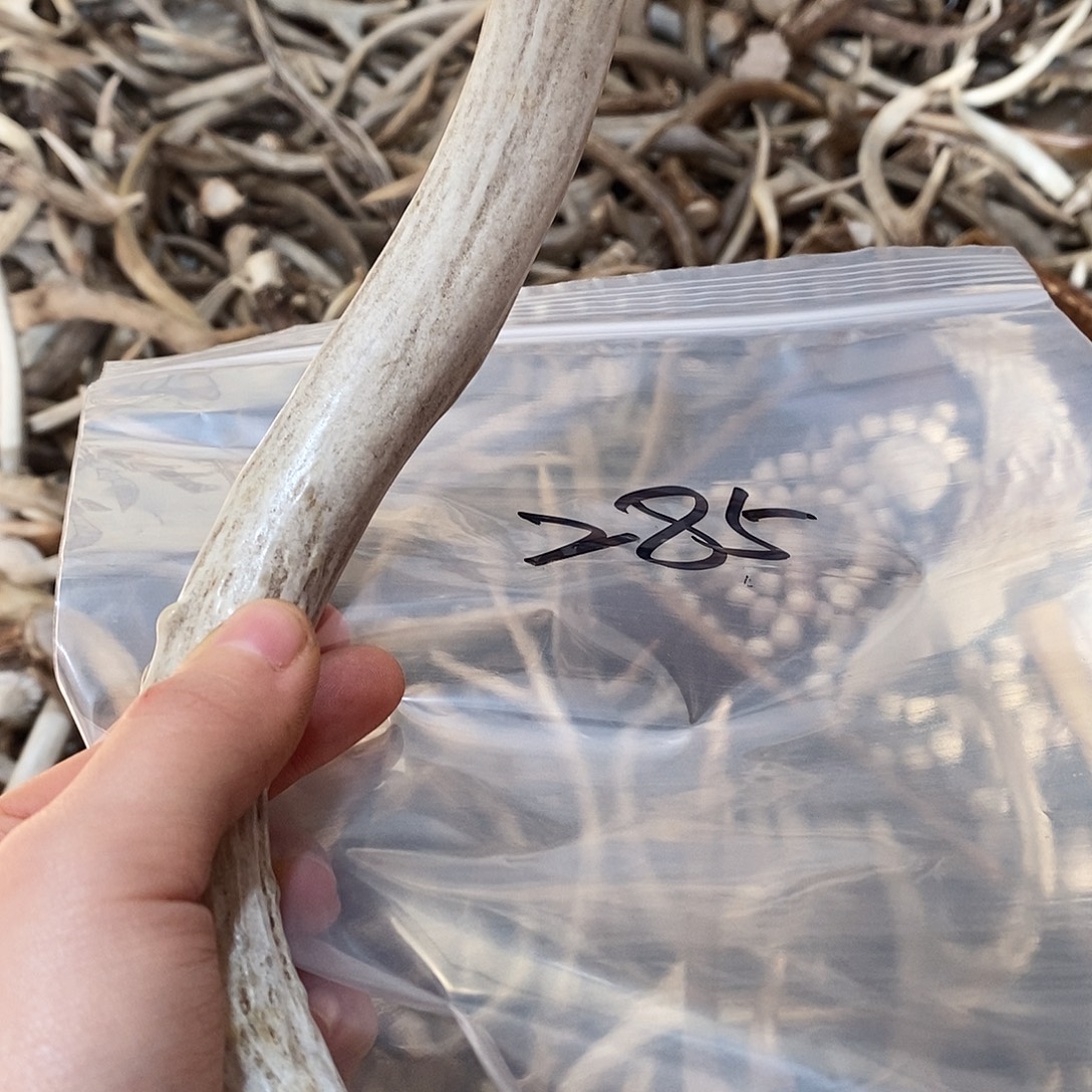 天***亮非金属鹿角鹿角鹿角鹿角