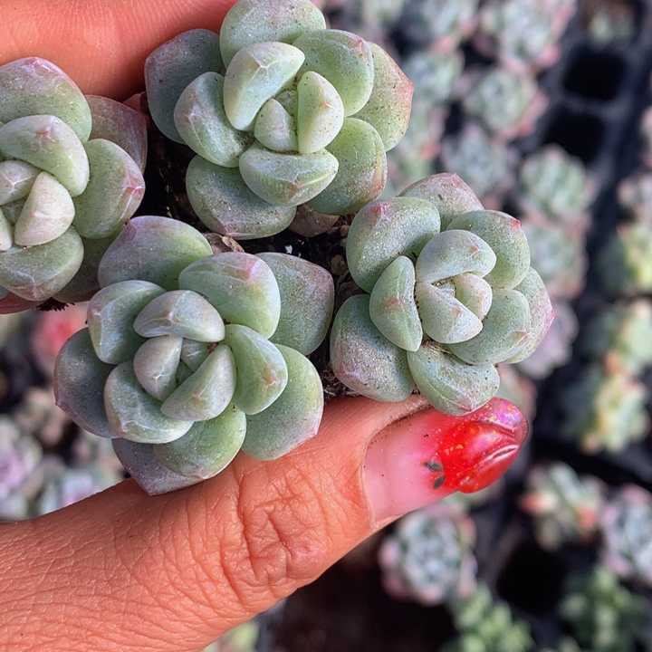 小脸冰玉10颗  包邮