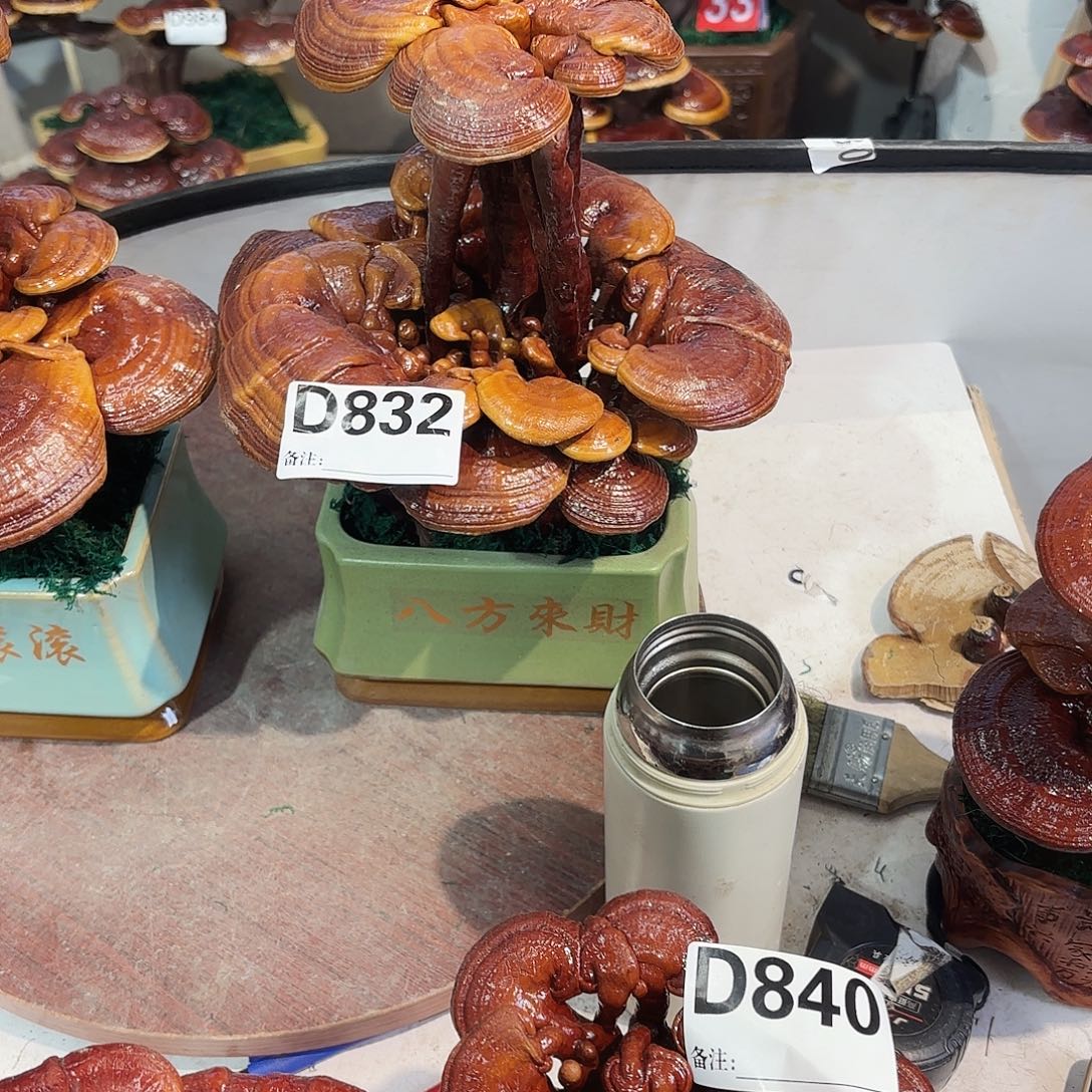 无花朵灵芝88888888888888888