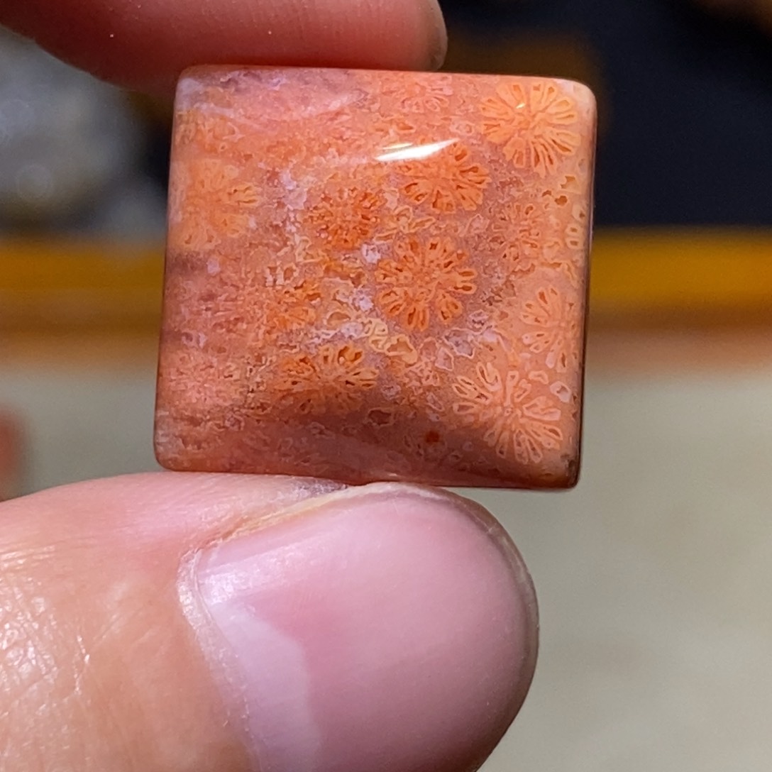 【闪购商品】硅化玉珊瑚玉未镶嵌