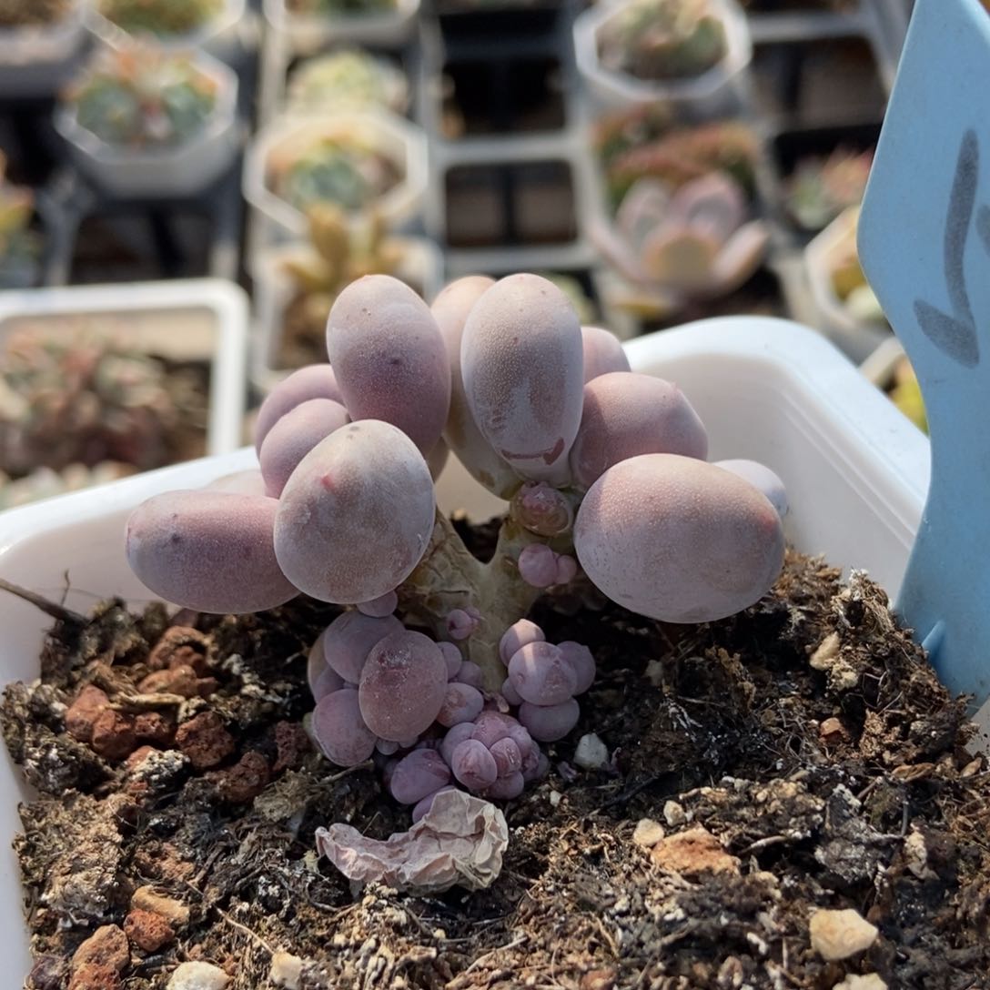 516奶酪多肉植物保护