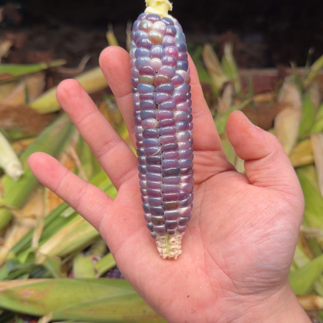 i***l大叶紫檀（黑酸枝木类）