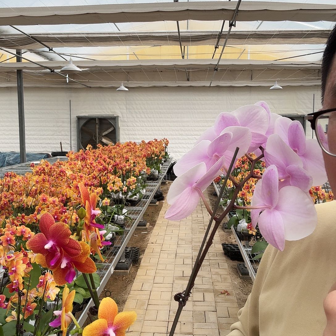 完全开放香恋2.8/3.0混发➕阿尔提亚