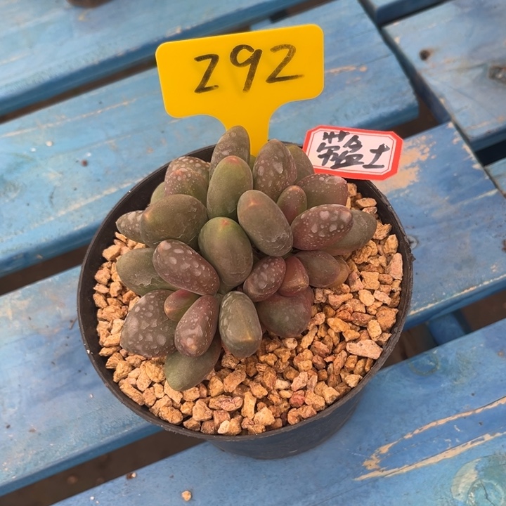 黄***瓜芒果奶多肉植物292