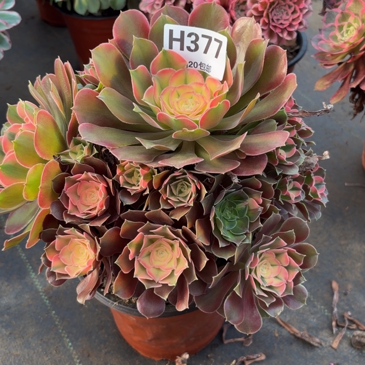 瑞妈，，，，。。377香妃，