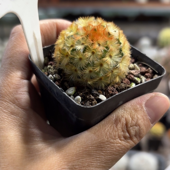 j****983佛头嘉文好养皮实