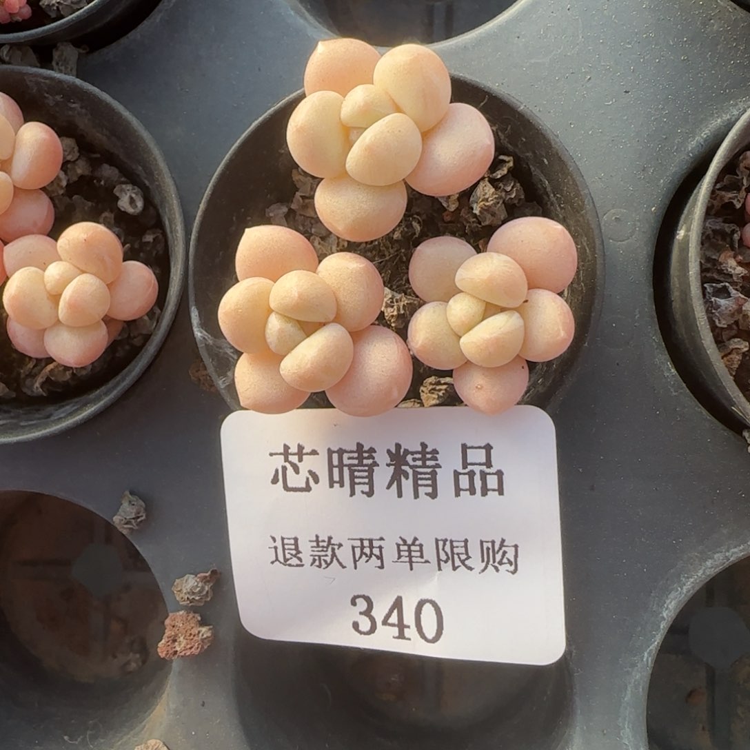 闪购精品多肉340号