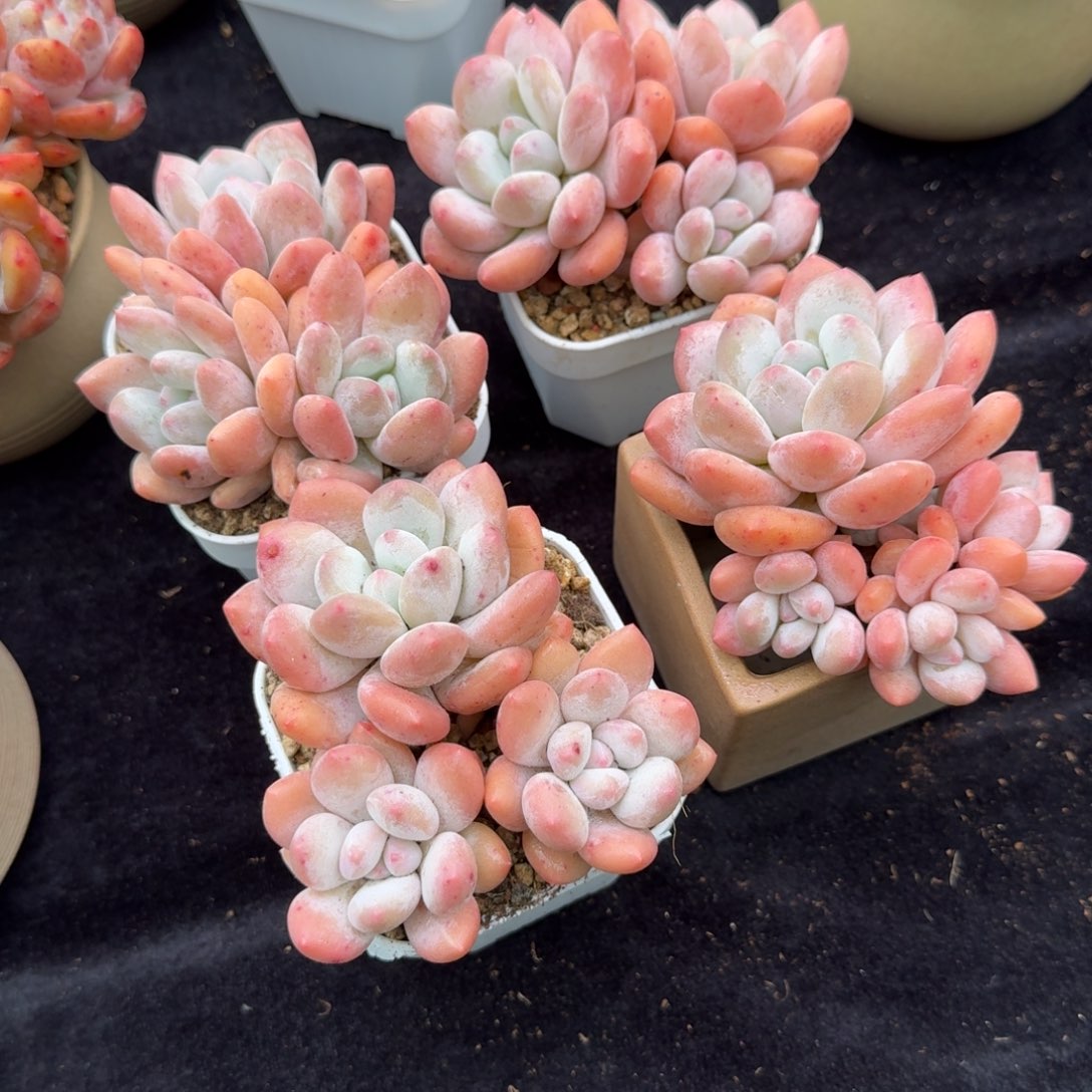 小香水，一组4颗。。。