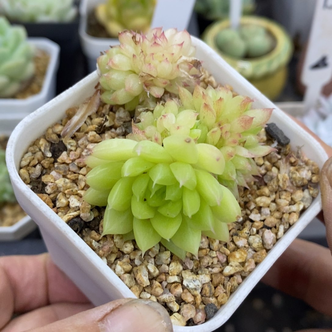 精品多肉一物一拍不包整192