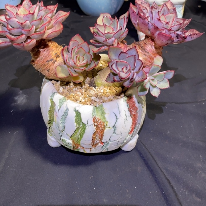 财***贝里加多肉一物一拍