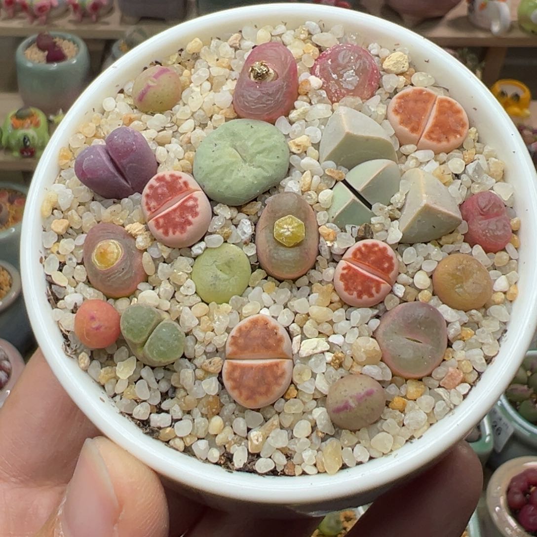 多肉植物90号拼盘