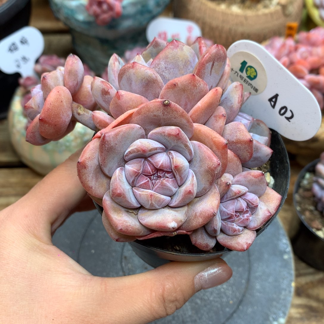 A02 突尼斯星影 模特同款