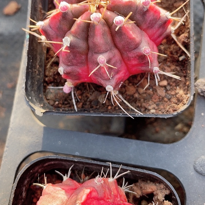 石生根球锦满25包邮