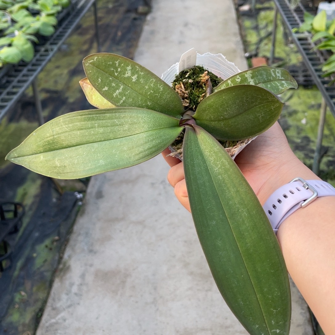 当前无花栽培后可以开花2.5西交黄史（会侧芽）苗抽梗了