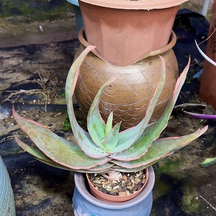 完全开放银芳锦裸根