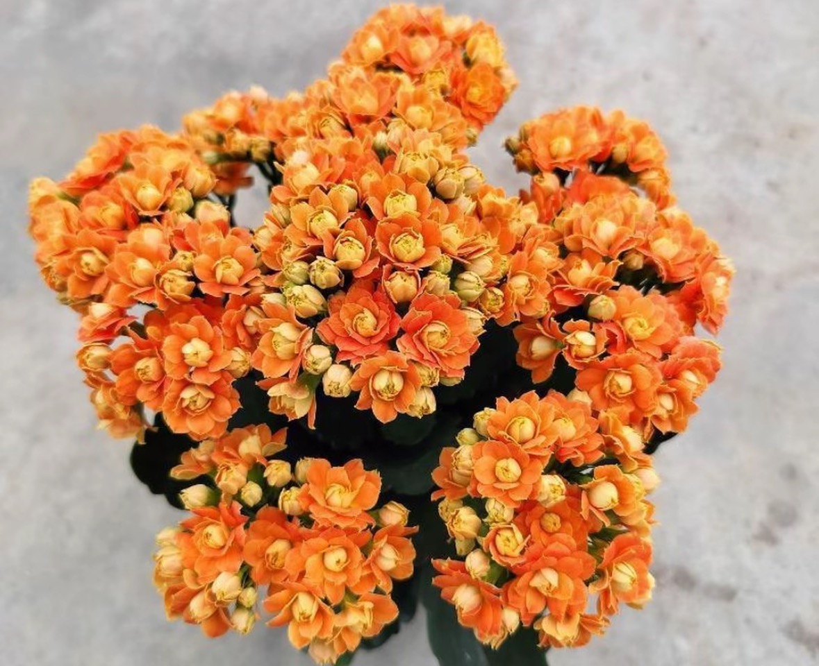 《橘子汽水》130盆长寿花