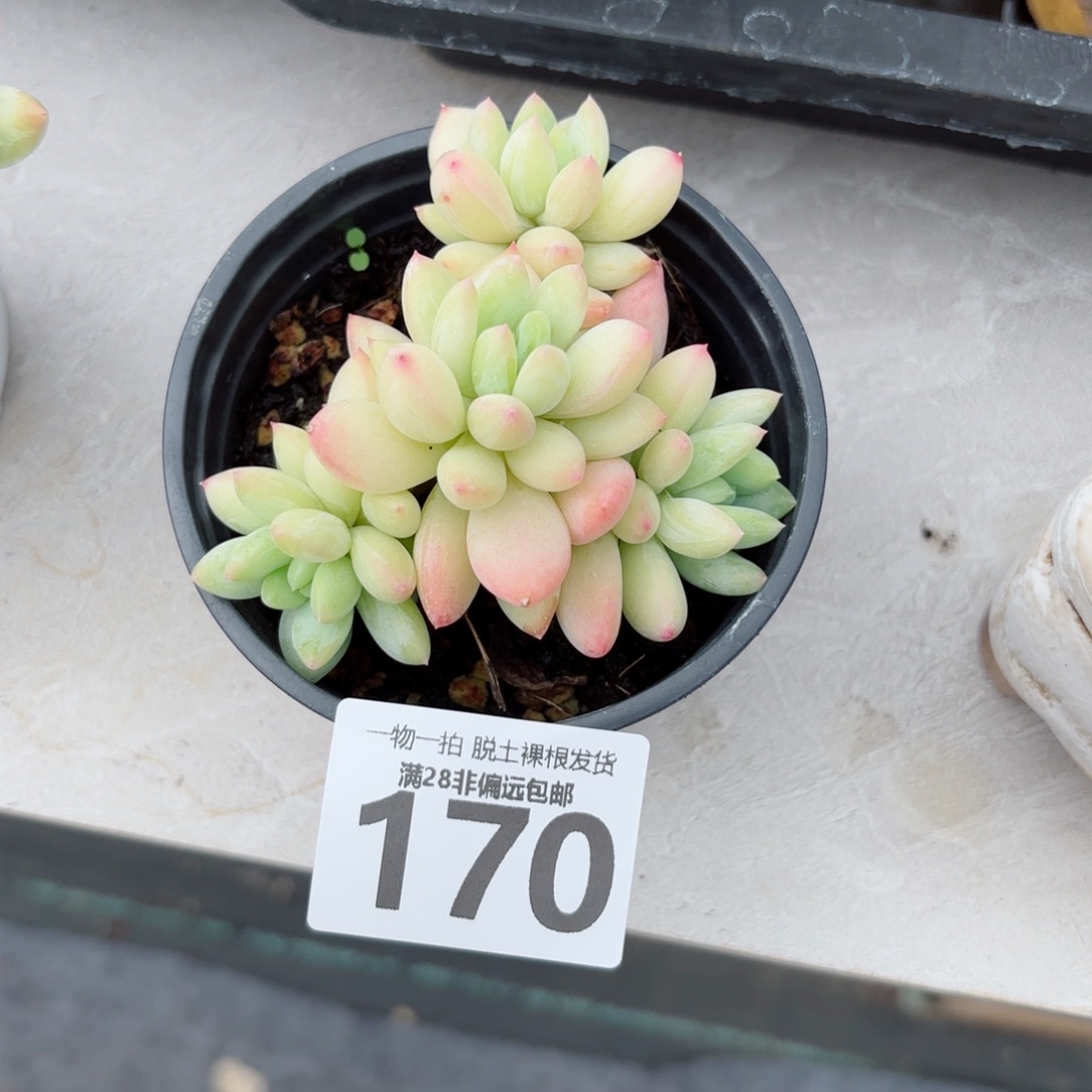 苹果奶老桩多肉多肉