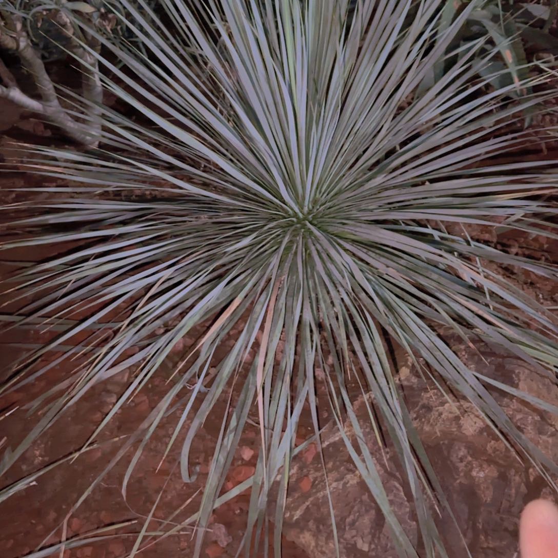 南***哥块根植物块根植物块根植物