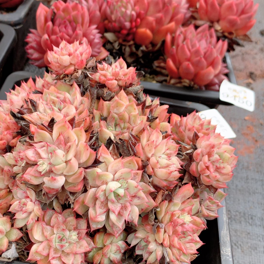 9452新年快乐发发发