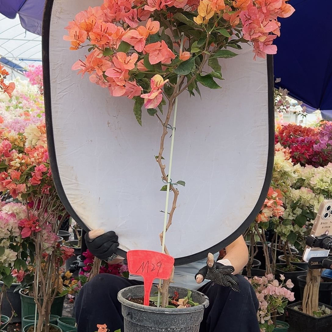 安***见大部分花苞少量开放M29阿达娜