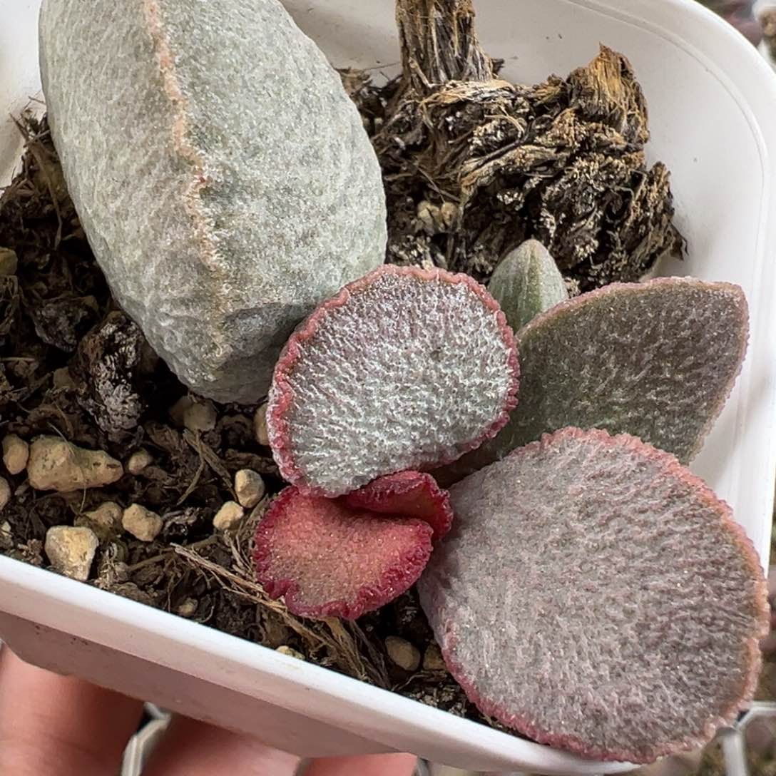 900号磨砂蛋大苗多肉植物