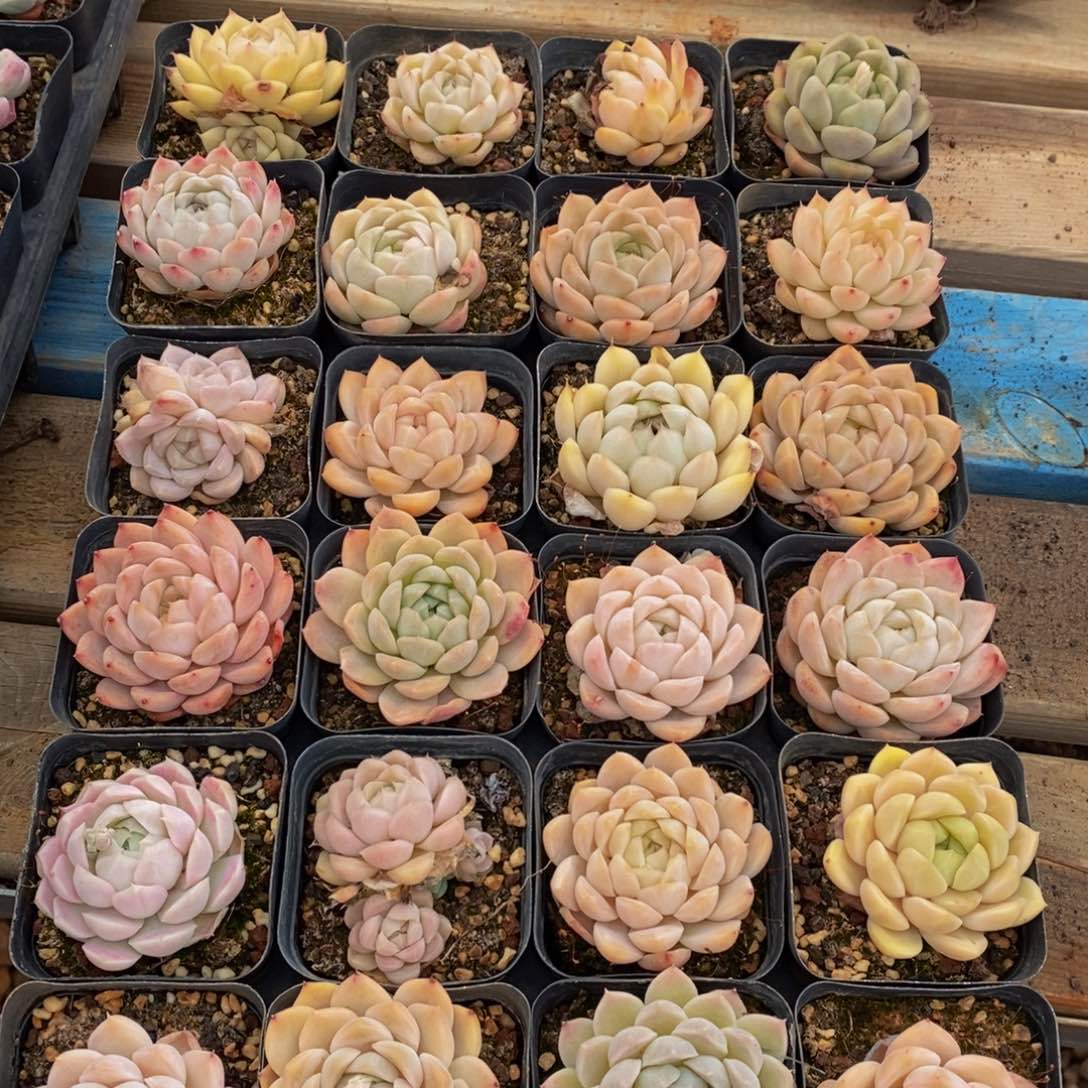 318多肉植物纤维面膜的功效