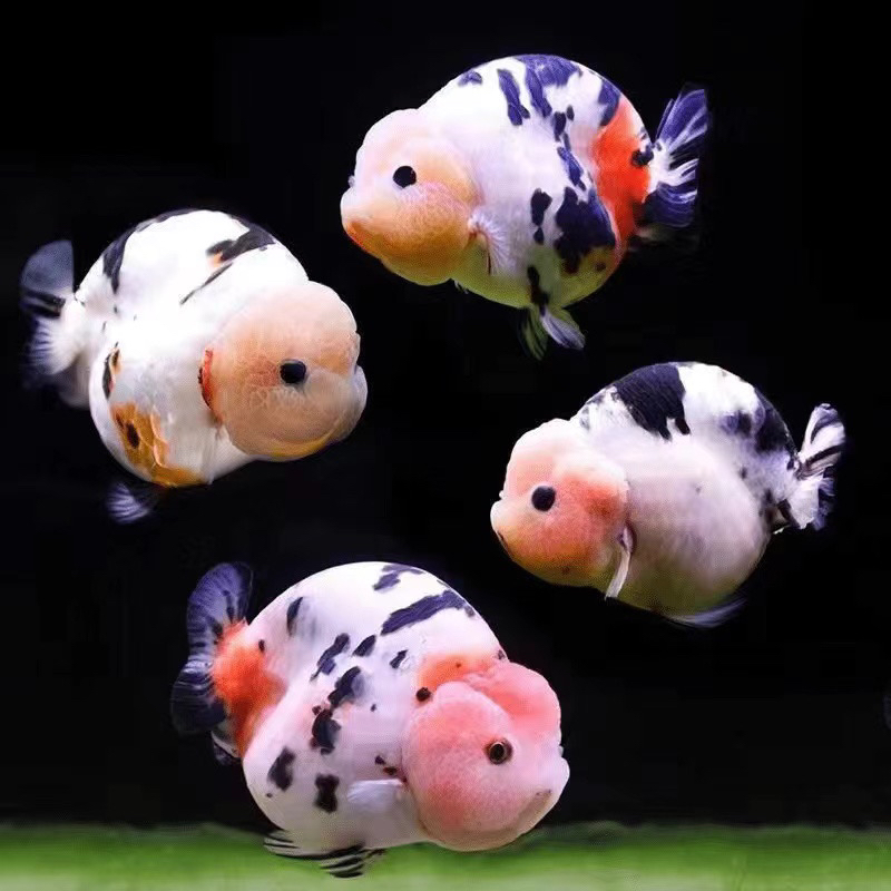 福州王氏高端兰寿专属定制链接（活体发货不可退换 活体不可拒收）