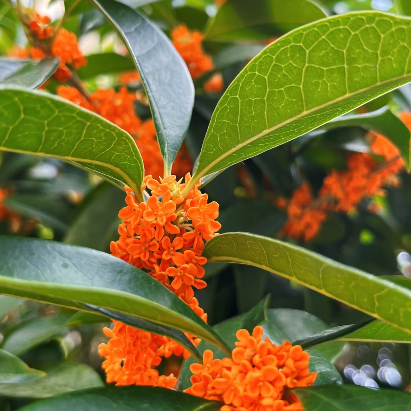 桂花直播间链接（私拍不发货）货物发出，不退不换，谨慎下单