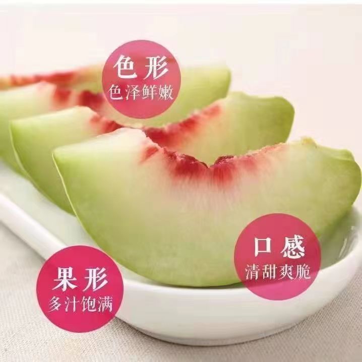 山东潍坊正宗老品种小毛桃青州蜜桃小青桃甘甜香甜孕妇水果商品图
