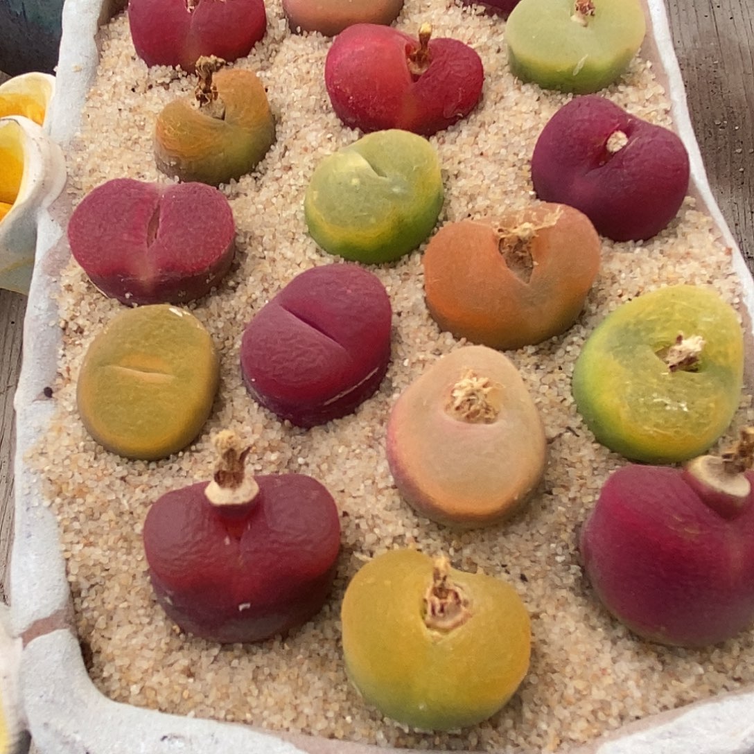 2683彩蟠桃一组。        