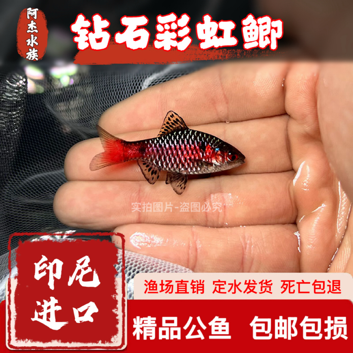 钻石彩虹鲫冷水观赏鱼原生进口繁殖淡水群游小型活体耐寒好养