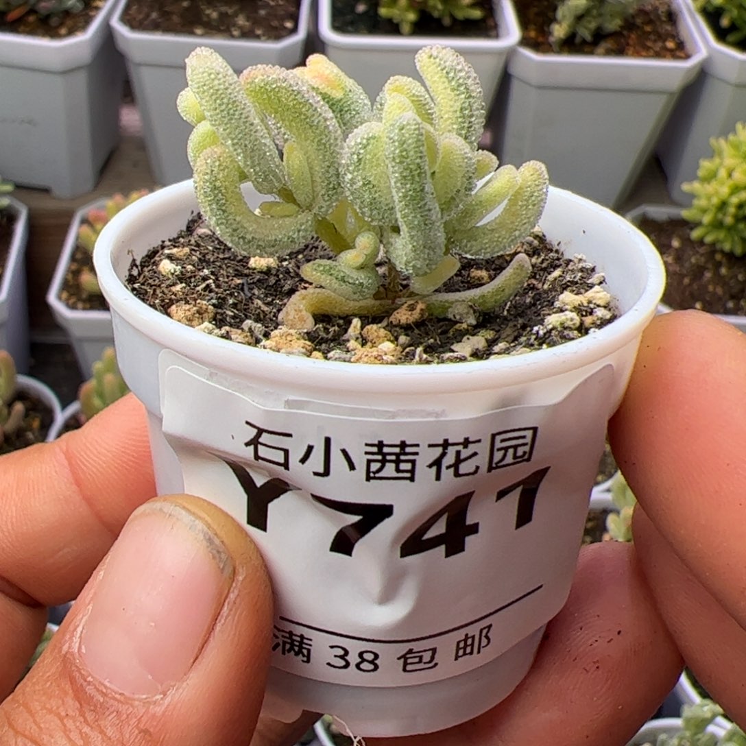 多肉植物枝干超白