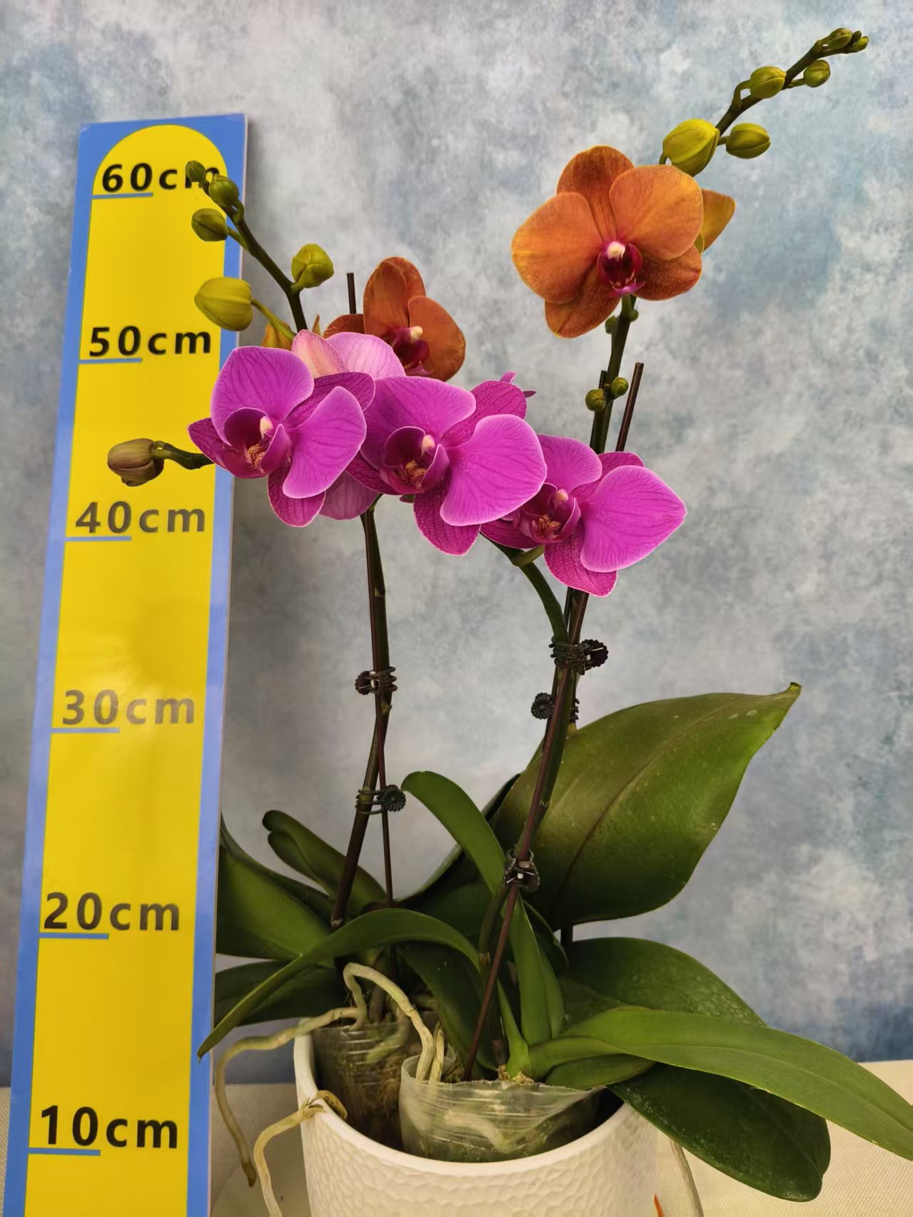 蝴蝶兰【金桔+福星】花苗盆栽带花剑花苞客厅室内四季好养观赏