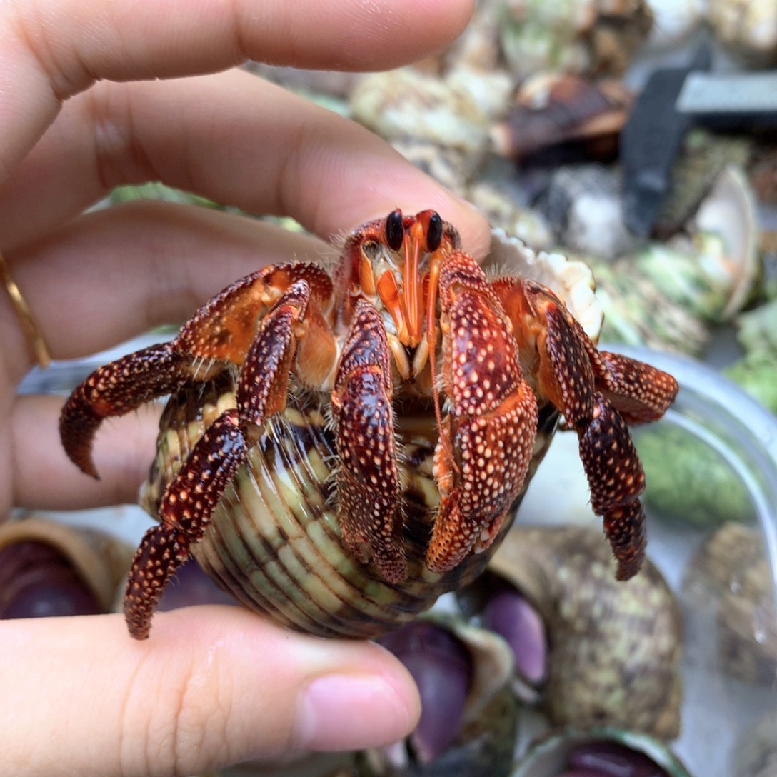 a6大黑莓2.8-2.8（轻微缺尖