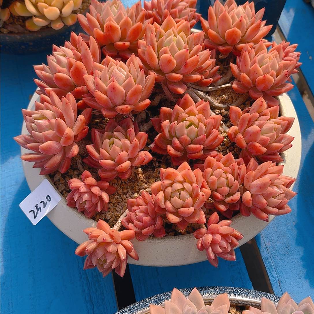 前**事2520分冰玉杂多肉带盆