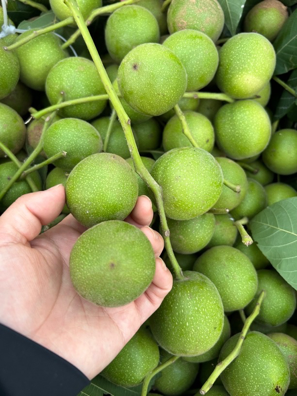 文玩核桃青皮盘山公子帽