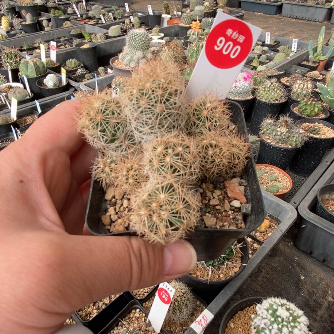 实生十头金刺狮子奋迅群一颗仙人球