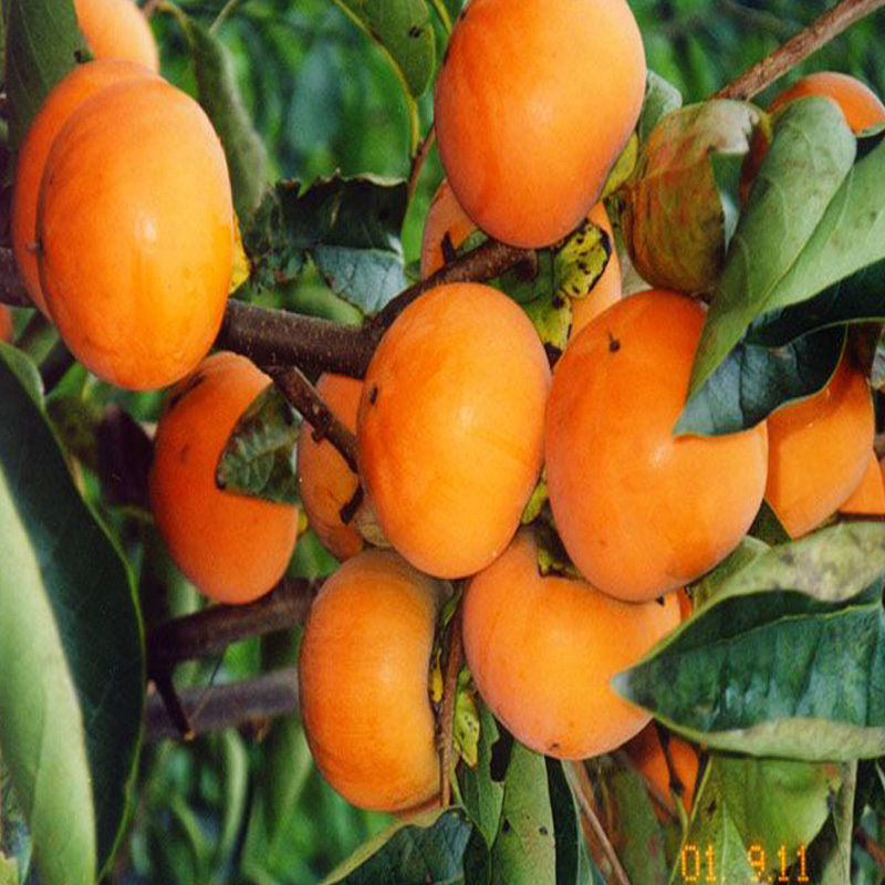 柿树苗日本甜脆柿苗嫁接富有柿子树苗脱涩柿苗南北方种植当年结