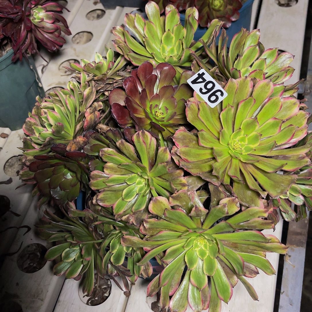 粉袋法师7/36包邮法师