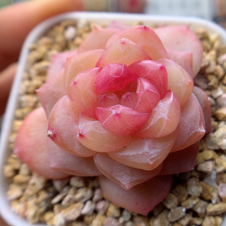 多肉植物。 糖心71