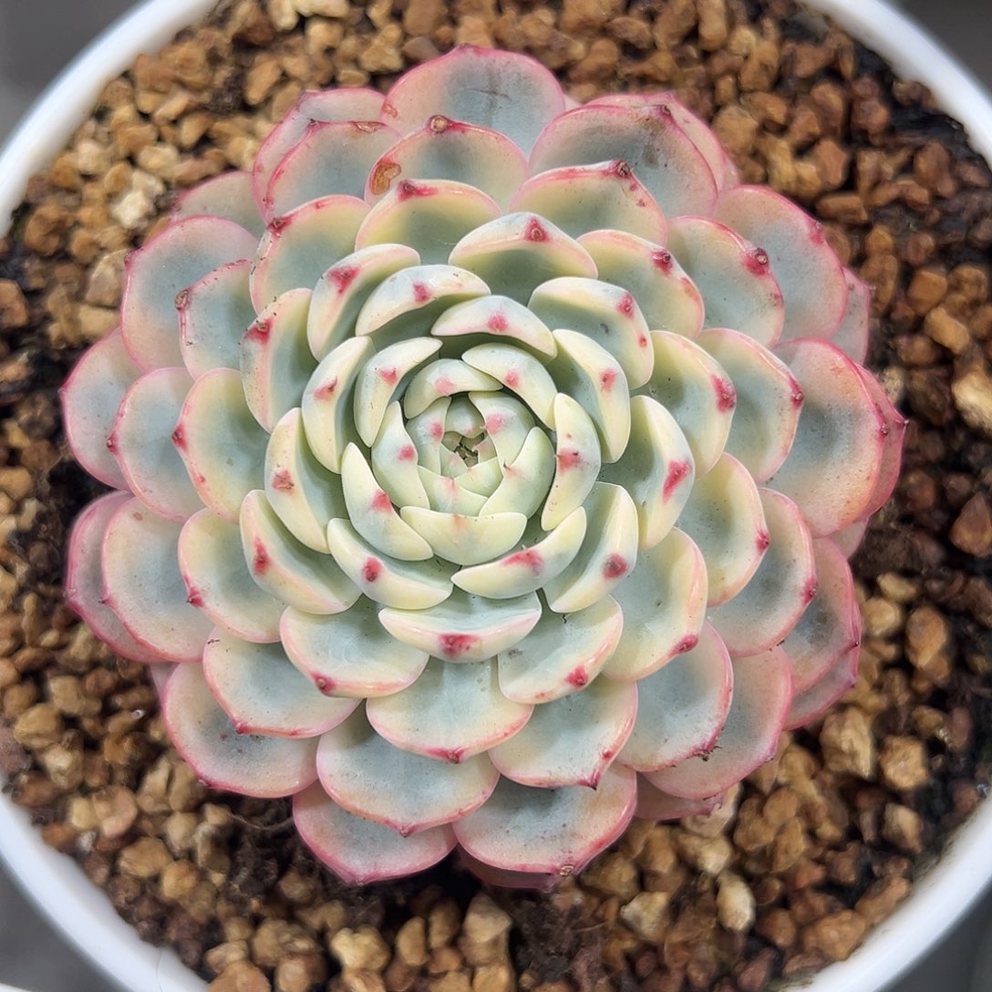 满38包邮姬莲锦大单头