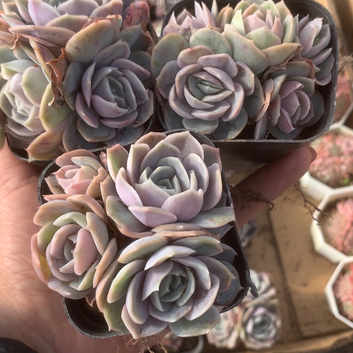 蓝色惊喜群2颗。（满9.99包邮不满9.99发叶子）