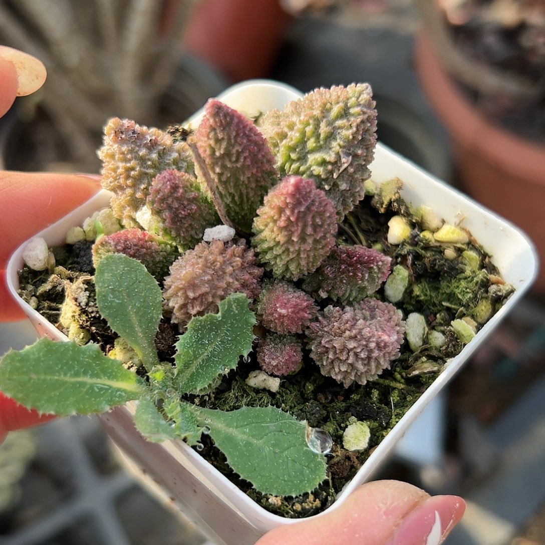 多肉植物红荔枝皮朱子玉