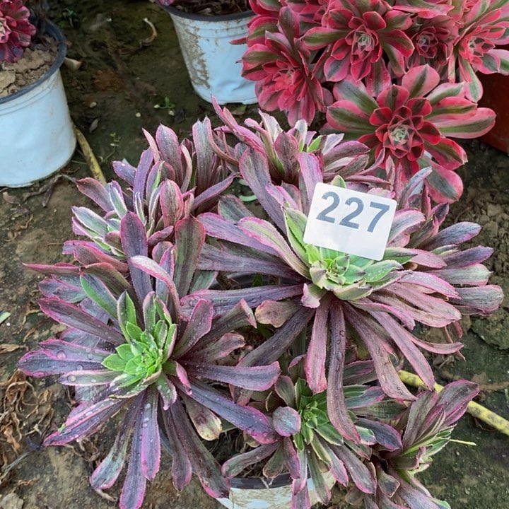 227粉黛绣球多肉