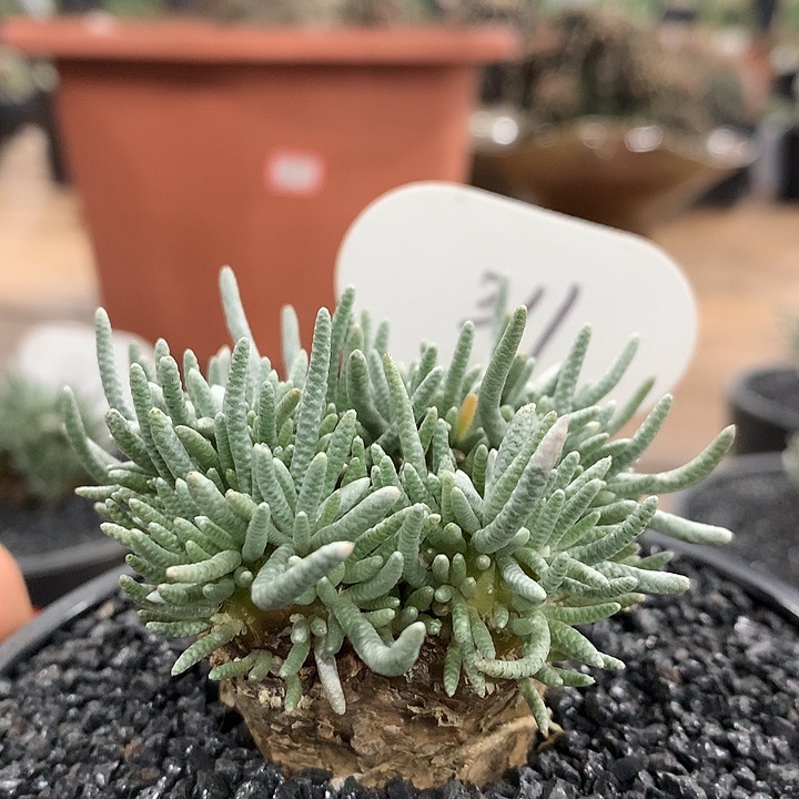 311红花韧锦哈哈哈哈哈哈哈